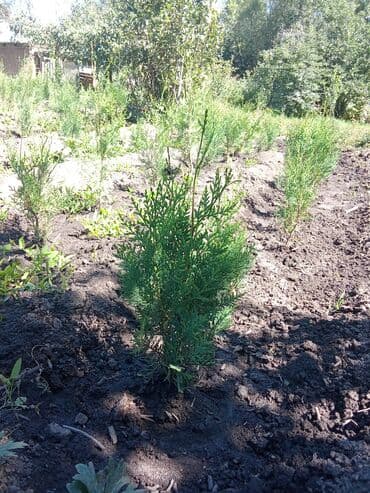 гипсофилы букет цена бишкек: Туя (саженцы для озеленения) - Порода: туя западная (садовые — 1
