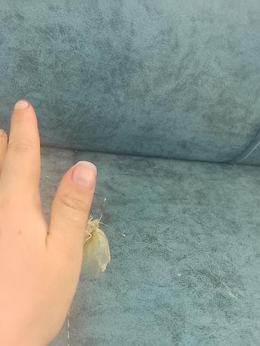 ночная бабочка: Экспонат для энтомологической коллекции — дневная бабочка (семейство — 4