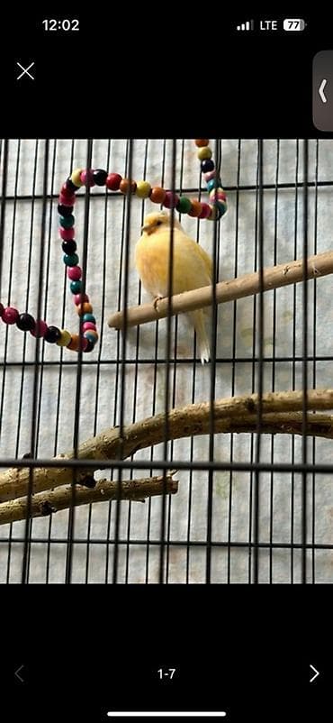 попугай с клетками: Кенары желтых отенков мальчики 
Продаю — 3