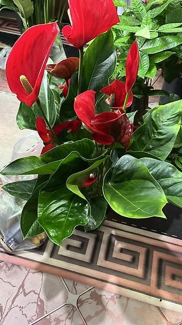 цветок антуриум цена: Антуриум (Anthurium andreanum) — эффектное комнатное растение с — 3