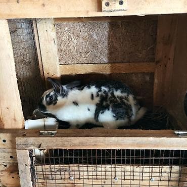 сколько стоит хомяк: Продаю | Крольчиха (самка) | Для разведения — 1