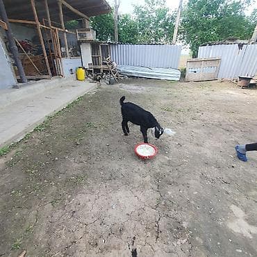 коза заненская: Продаю | Козлёнок | Для разведения — 4