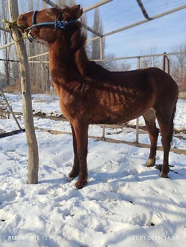 Аквариумдар: Сатам | Байтал | Аргын | Жумушка — 8