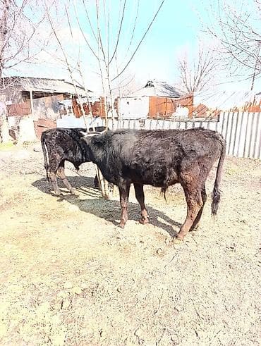 самые экзотические животные: Продаю | Тёлка | На откорм — 3