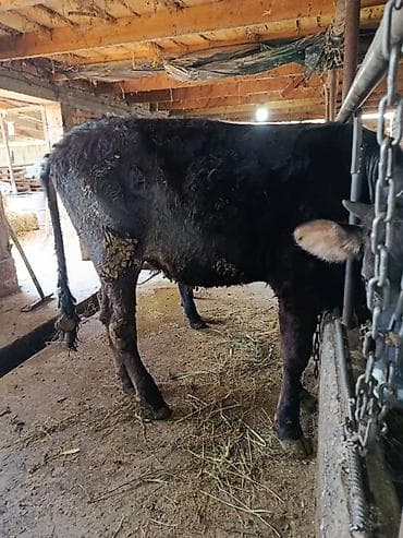 матрица для вощины: Продаю | Бык (самец) | На откорм | Привязанные — 6