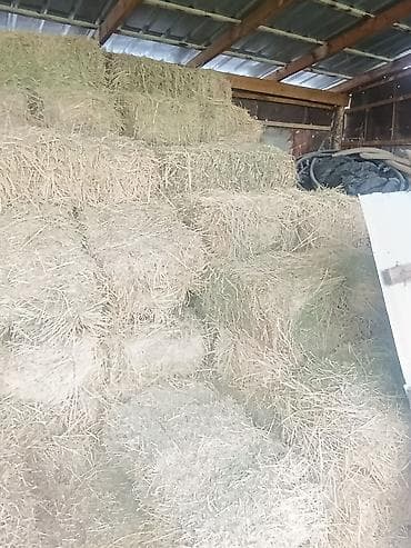 корм для домашних животных: Продаю | Корова (самка) | Полукровка | Для разведения | После отела — 3