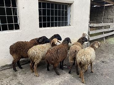 ящик для фрукты: Продаю | Овца (самка) | Для разведения — 7