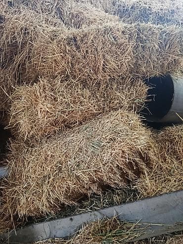 живые дрожи: Продаются ячменная солома, хранилась в сеновале тюки большие плотные — 2