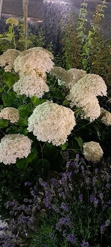 орхидея цветы: Саженцы — 1