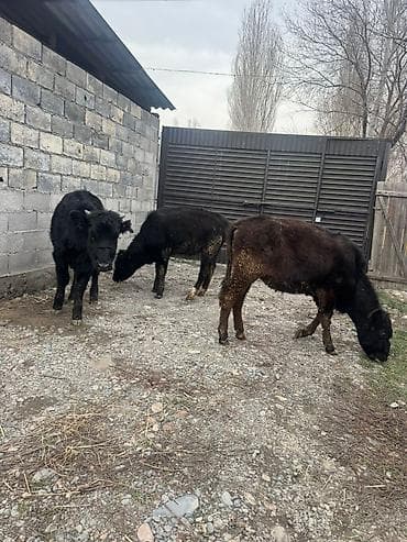 корм животным: Продаю | Музоо, торпок | На откорм | Привязанные — 1