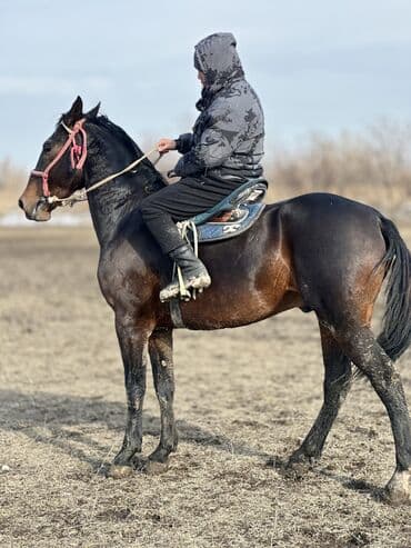 Жылкылар, аттар: Сатам | Байтал | Жумушка — 7