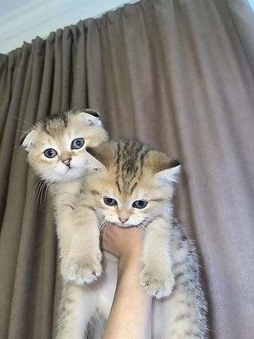 Шотландские котята окраса золотой шиншилла🤍 Вислоухий котенок только