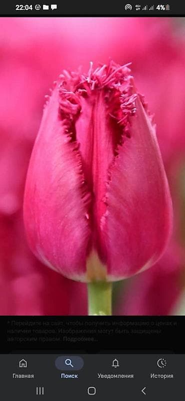 продажа цветов: Букеты и тюльпаны для поздравлений - Классический букет из красных — 3