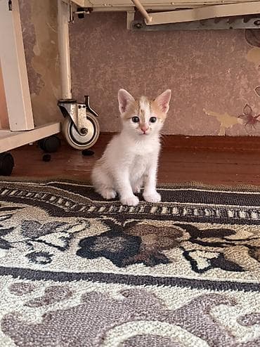 кошка 303: Кошка даром: Беспородная, 2 месяца, Девочка, Приучена к лотку — 9