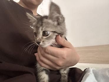 кошка белая: 1 месяц, Девочка — 5