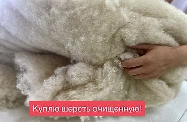 мед одежда: Купим очищенную овечью шерсть. Мытая и расчесанная (очищенная) шерсть — 1
