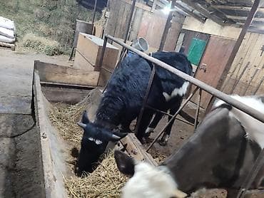 кой бишкек: Сатам | Кунаажын | Голштин, Алатоолук, Швиц | Союуга, Көбөйтүү үчүн, Бордоп семиртүү үчүн | Асыл тукумдуу, Кунажын, Байланган — 1