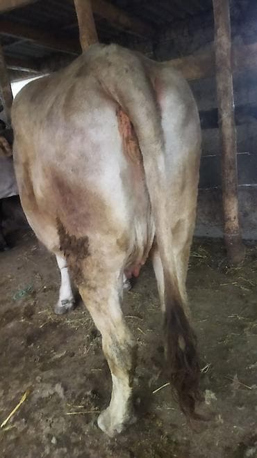 ловит мышей: Продаю | Корова (самка) | Для молока | Привязанные — 1