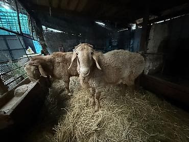 лиман браун: Продаю | Баран (самец) | Для разведения | Осеменитель — 8