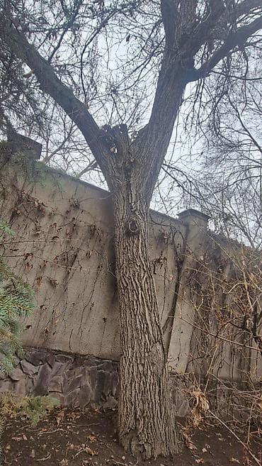 Үй жана бакча үчүн баардык: Продаю деревья Орех 5шт. Многолетние, по 40лет и более. Под само-спил — 3