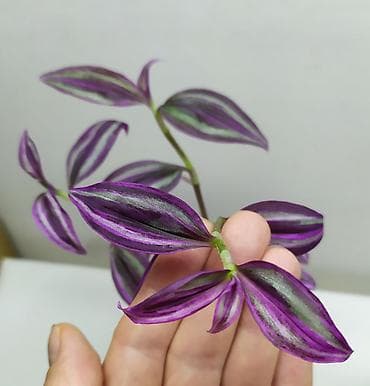 Комнатные растения: традесканция Пинк Парадайз (Pink Paradise)