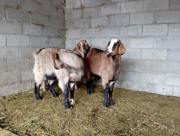 животные домашние: Продаю | Козёл (самец) | Полукровка — 1