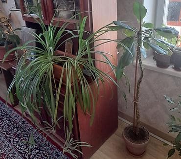 растение для дома и офиса: Только звонить по номеру, в сообщения не отвечаю. Оптом или поштучно — 8