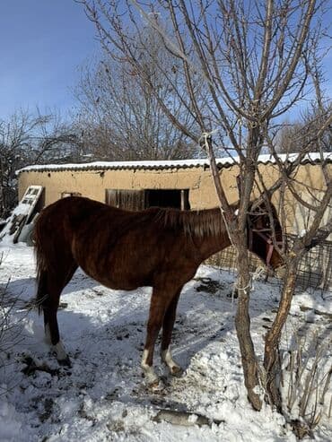товары для кошек: Продаю | Кобыла (самка) | Рабочий — 1