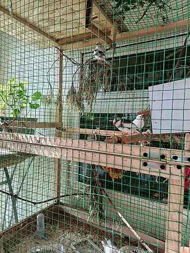 Аквариумдар: Продаю амадинок, свои птенчики, молоденькие, но самостоятельные, есть — 4