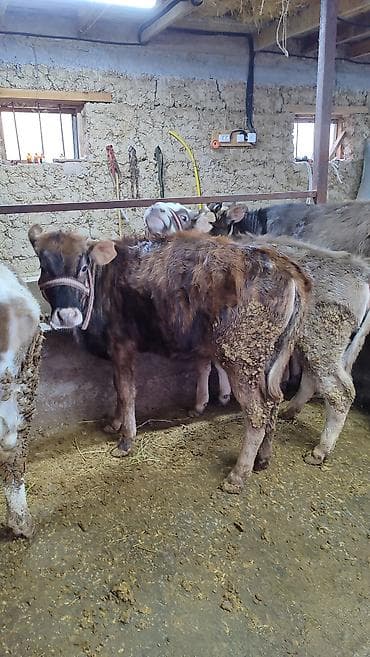 Баран, овца: Продаю | Тёлка | На откорм | Привязанные — 1