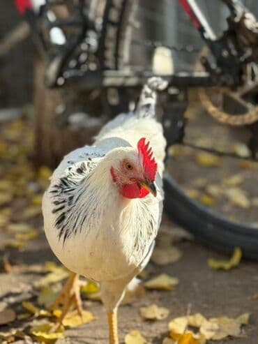 Аквариумдар: Сатам | Короздор | Көбөйтүү үчүн — 7