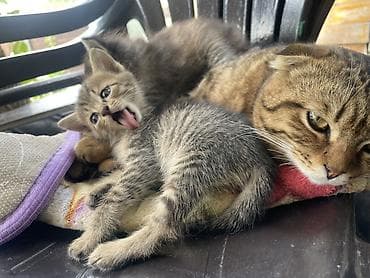 Кошки: Котята от домашней кошки В добрые руки ! Отдадим даром ! Ищем семью ! — 3