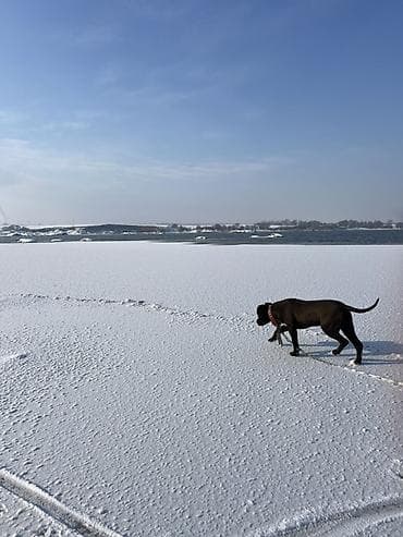 Аквариумы: Нашийник для собак с декоративными заклёпками - Материал: плотная — 4