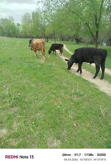 зелёный корм: Продаю | Бык (самец) — 2