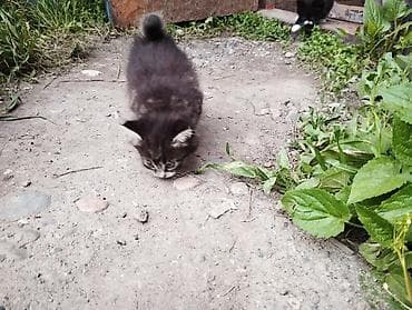 чипу: Кошка даром: Сибирская, 1 месяц, Девочка — 2