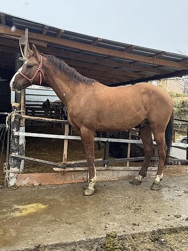 бишкек тай: Сатам | Жылкы (эркек) | Дончак | Көбөйтүү үчүн, Ат спорту | Асыл тукумдуу — 3