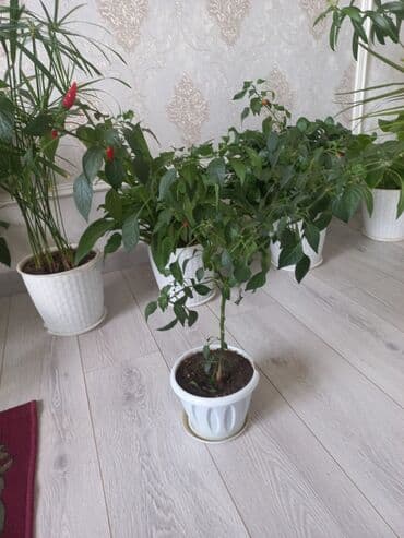 купить саженцы цветов в бишкеке: Молодой саженец лимона с зелеными листьями, посаженный в белый — 1