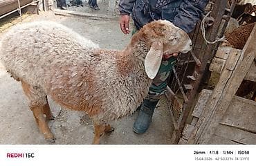 дорпер овцы: Продаю | Баран (самец) | Для разведения | Ягнившаяся — 3