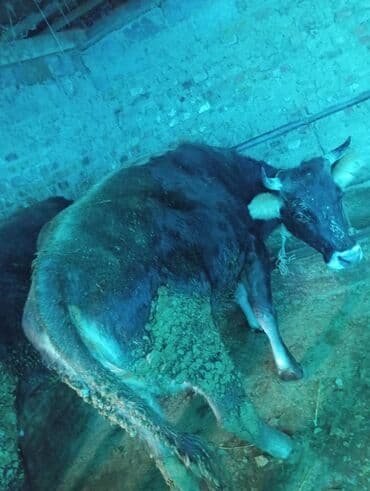 продаю музоо торпок корова самка бык самец айрширская ангус алатауская на забой для разведения на откорм племенные нетель привязанные: Продаю | Корова (самка) | Для разведения | Привязанные — 2