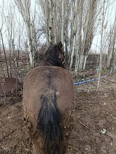 собака лабладор: Продаю | Жеребенок | Рабочий — 3