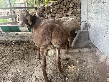 вислоухий баран кролик купить: Продаю | Баран (самец) | Арашан | На забой, Для разведения | Племенные, Осеменитель — 3