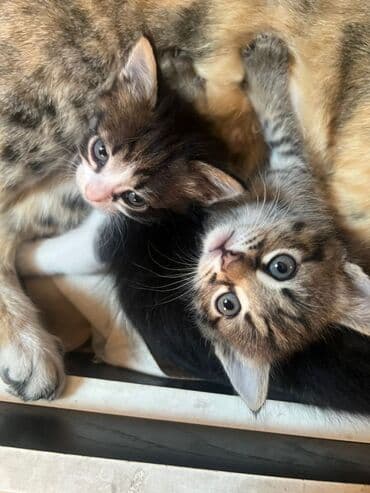 корм для кошек и котят: Мышык бекер берилет: Породасыз, 2 айлык, Ургаачы, Лотокко барууга үйрөтүлгөн — 1