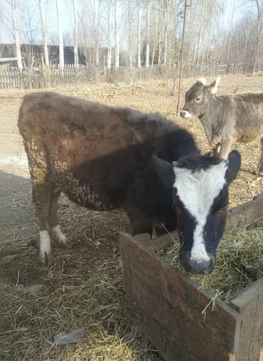 собака бульдок: Продаю | Тёлка | Алатауская | Для разведения | Привязанные — 1