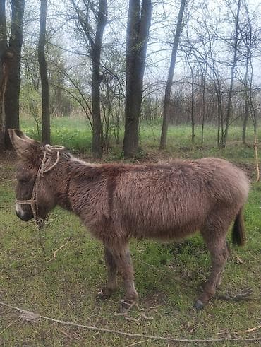 сколько стоит щенок чихуахуа: Осёл (домашний) - Вид: осёл, стандартного размера - Масть — 3