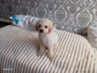 продажа щенков немецкой овчарки с документами в бишкеке: Вязка: Пудель, Самец, 1 год, С прививкой — 1