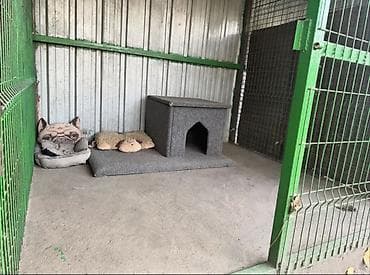 временная: Гостиница для собак ( Передержка),предоставляем услуги по временному — 2