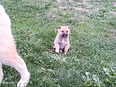 акита инк: 2 месяца, Самка — 2