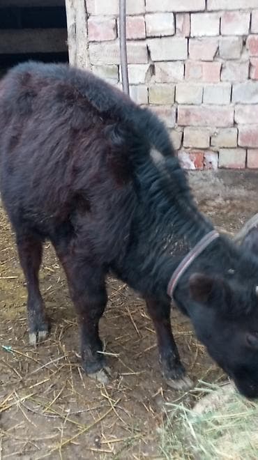 Зоотовары: Продаю | Тёлка | На откорм | Привязанные — 8