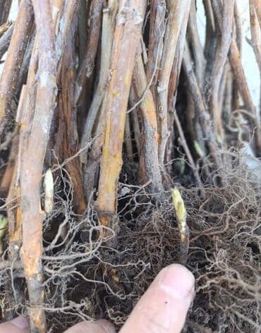 малина саженцы полька: Саженцы малины «Полька» (ремонтантный сорт) Описание сорта: - — 4