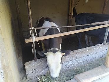 индоутка цыплята: Продаю | Музоо, торпок | Полукровка | На откорм | Привязанные — 4